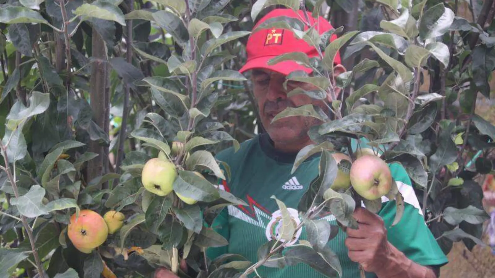 Fruticultores de manzana innovan en el cultivo y cosecha en TlaxcalaTOMÁS BAÑOS